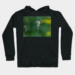 A Spider Weaves Its Web Hoodie